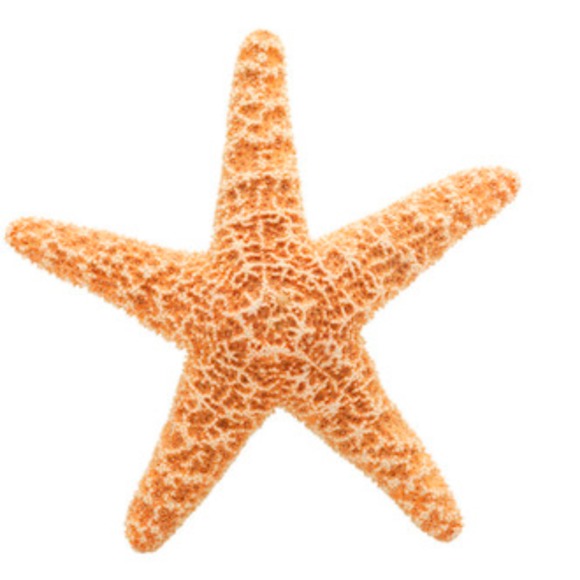 ssoviero